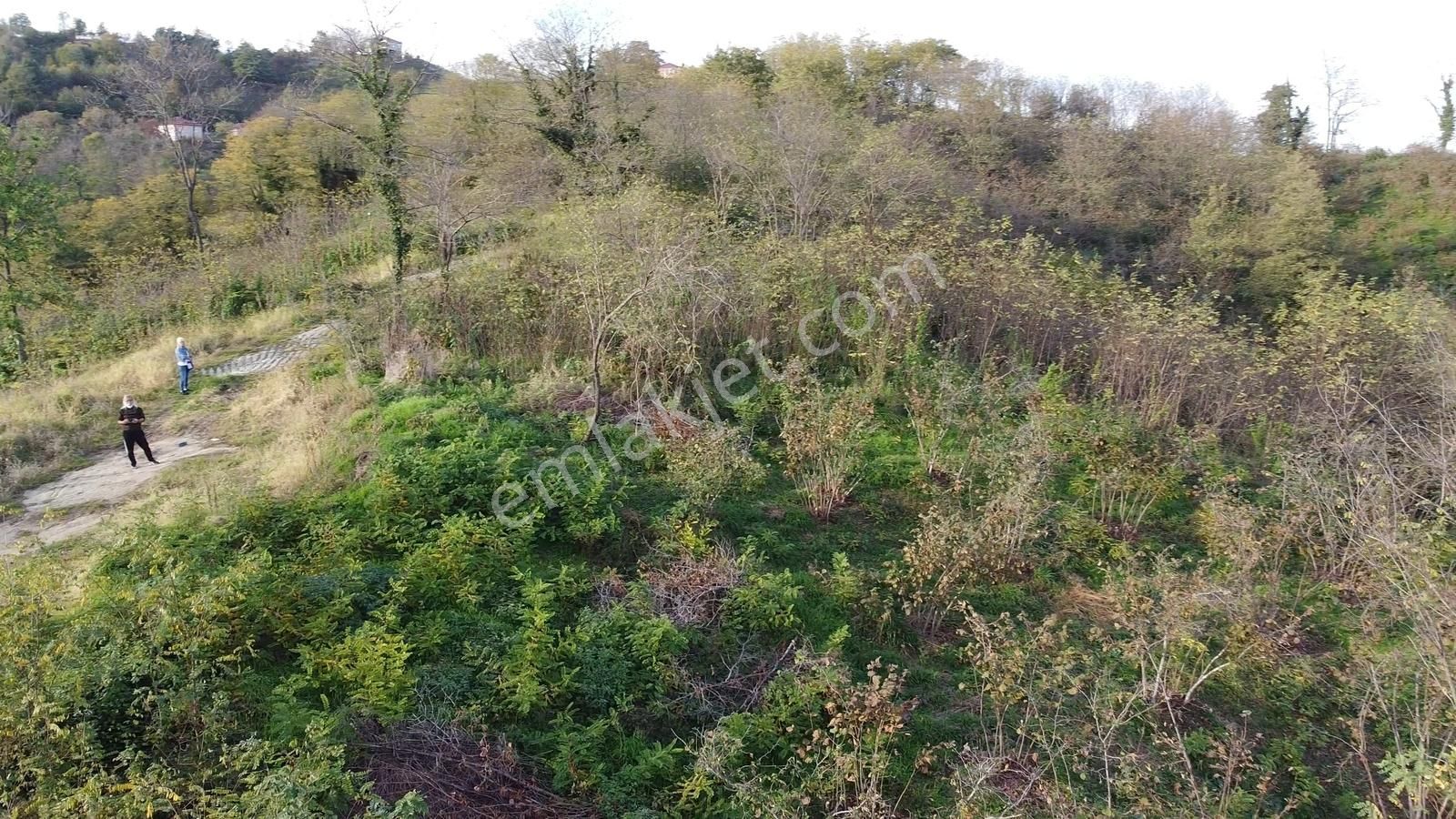 Yason Yarımadasında Parsellenebilir Satılık 7825 M2. Bahçe. - Görsel 14