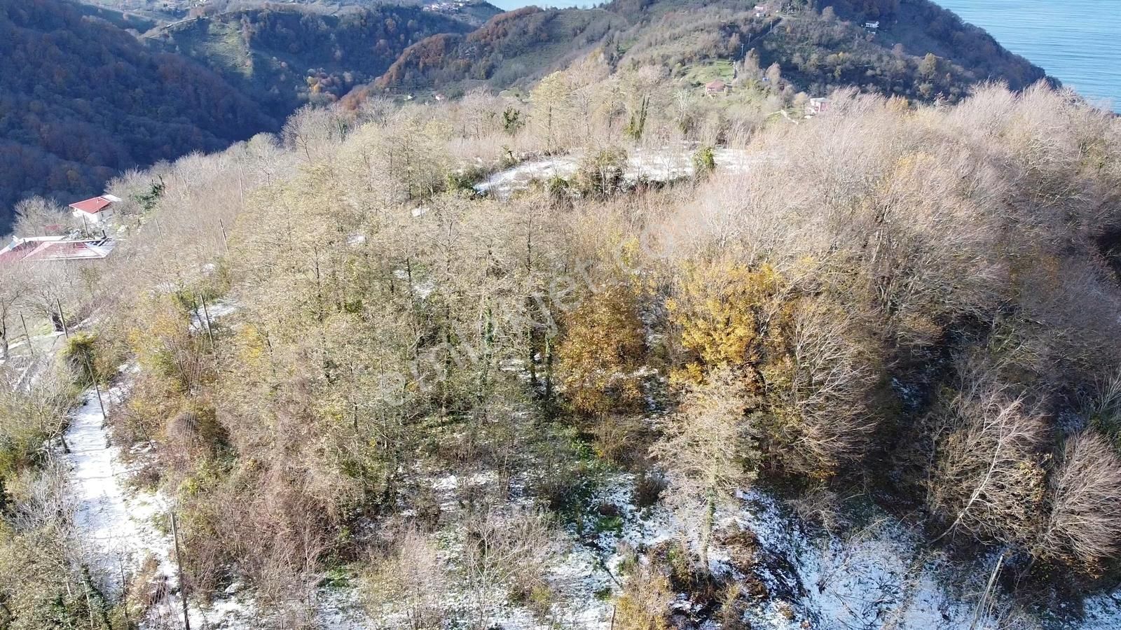 Perşembe Ramazan Mah.sinin Seyir Terası 1504 M2. Satılık Bahçe - Görsel 6