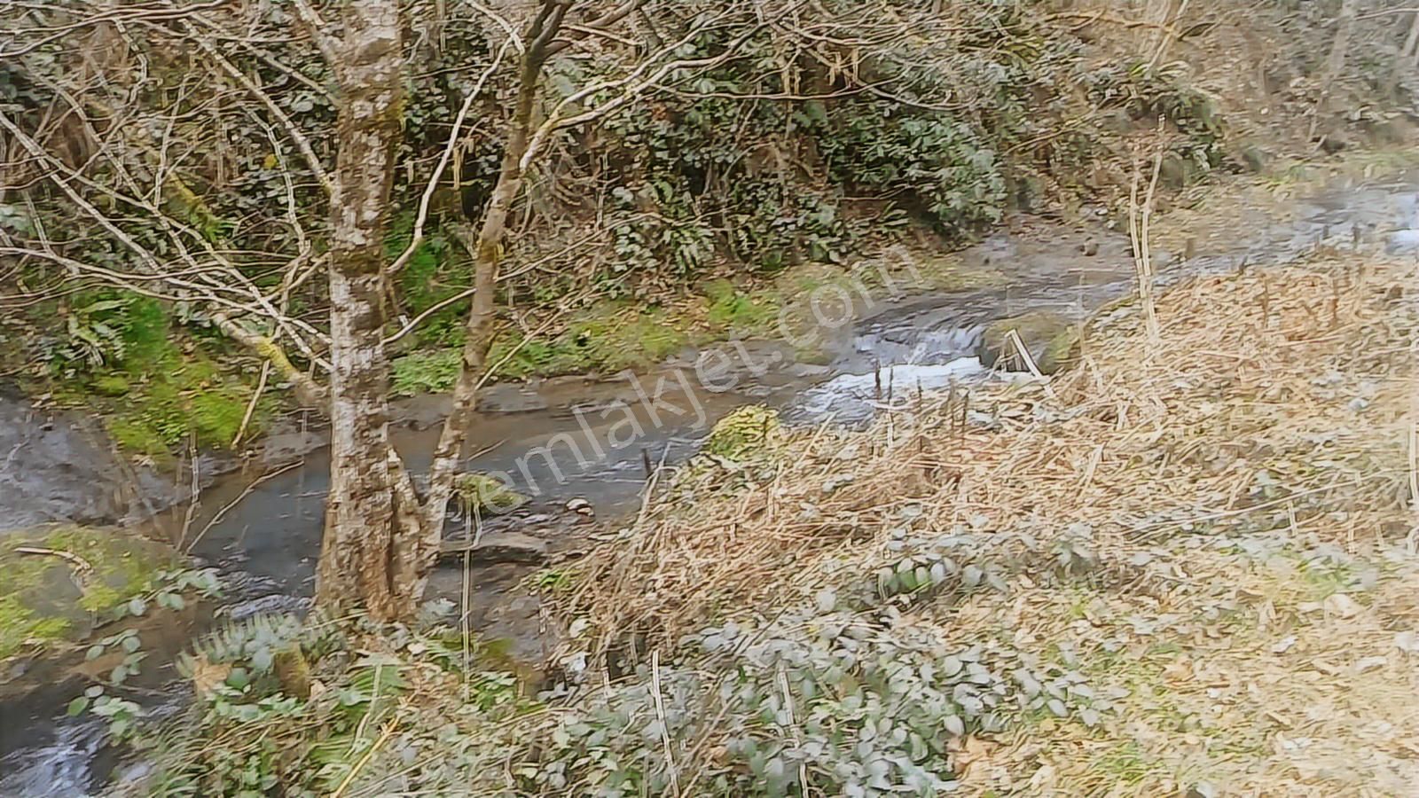 Perşembeye Bir Adım Babalı Mahallesinde 3089 M2 Satılık Bahçe. - Görsel 3