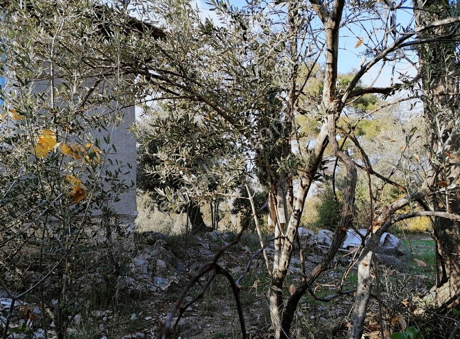 Döşemealtı Ahırtaş'ta 8223 M2 İçinde 2+1 Evi Mevcut Tarla - Görsel 20