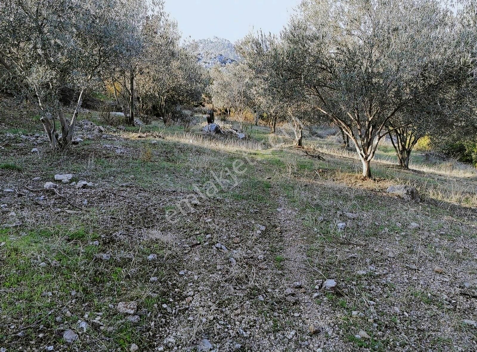 Döşemealtı Ahırtaş'ta 8223 M2 İçinde 2+1 Evi Mevcut Tarla - Görsel 16