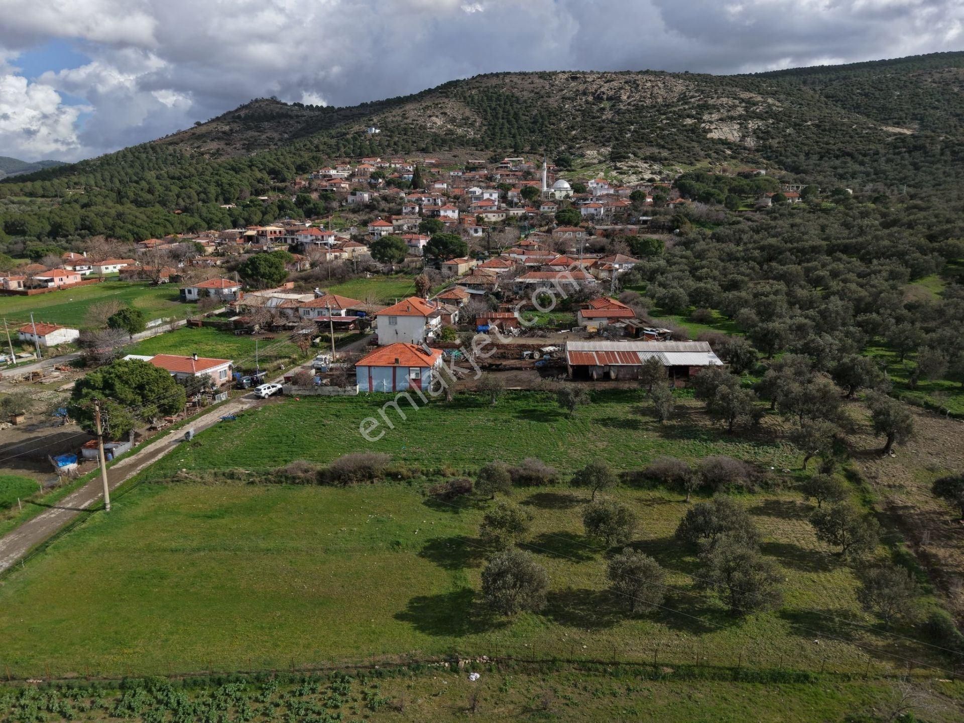 Ayvalık Ilıca Türközünde 1.915 M² Altı Ağaçlı Yatırımlık Arsa