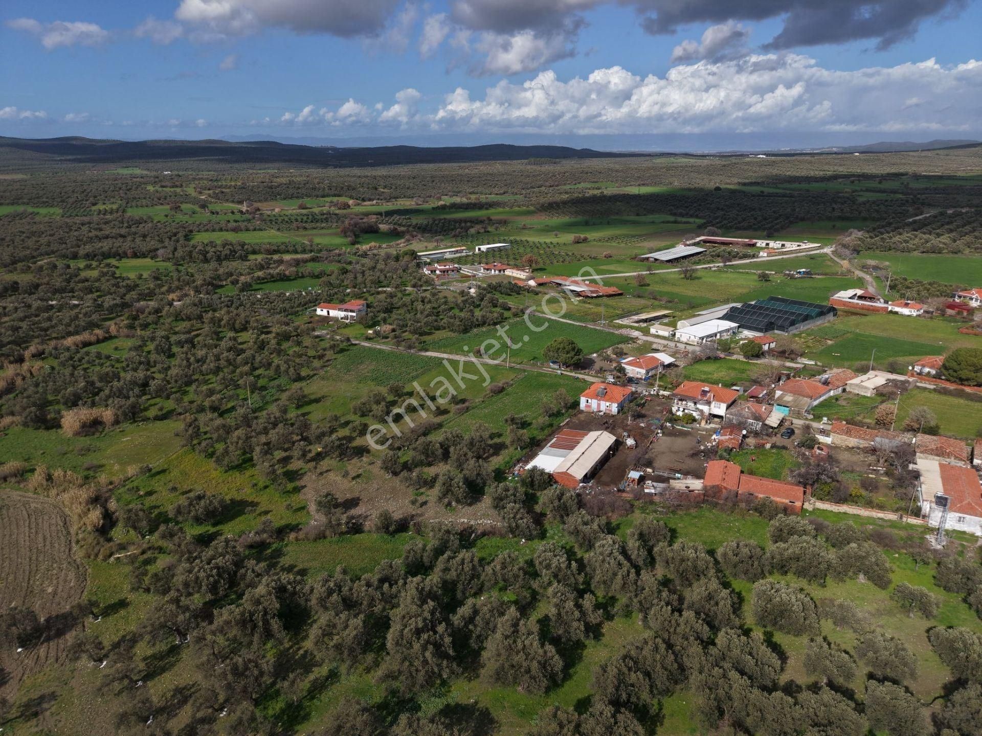 Ayvalık Ilıca Türközünde 1.915 M² Altı Ağaçlı Yatırımlık Arsa - Görsel 5