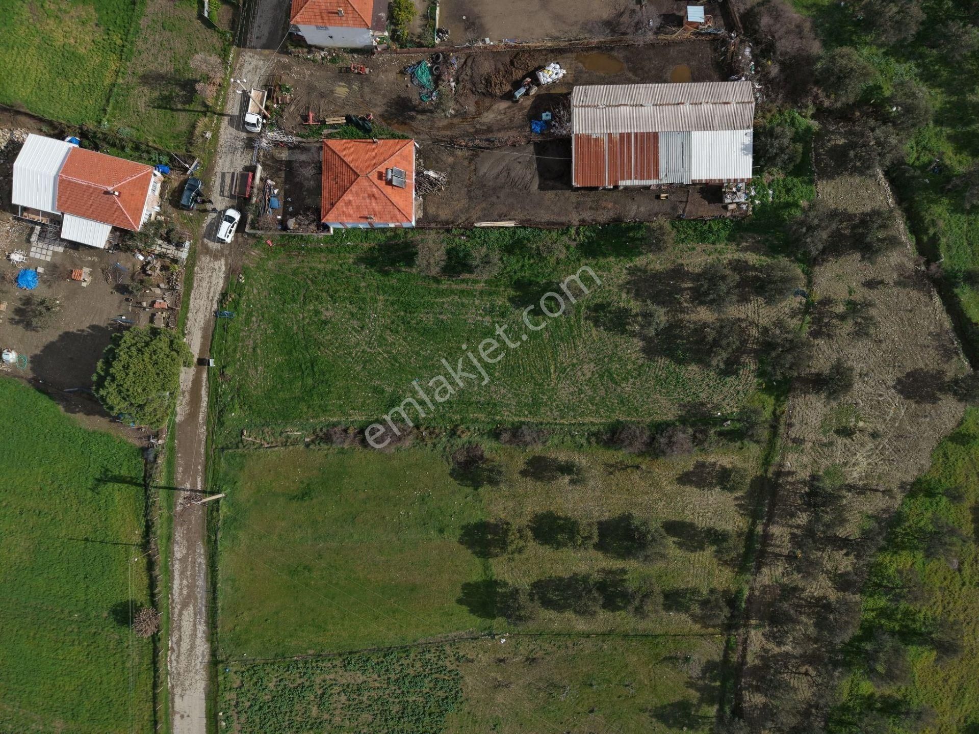 Ayvalık Ilıca Türközünde 1.915 M² Altı Ağaçlı Yatırımlık Arsa - Görsel 2