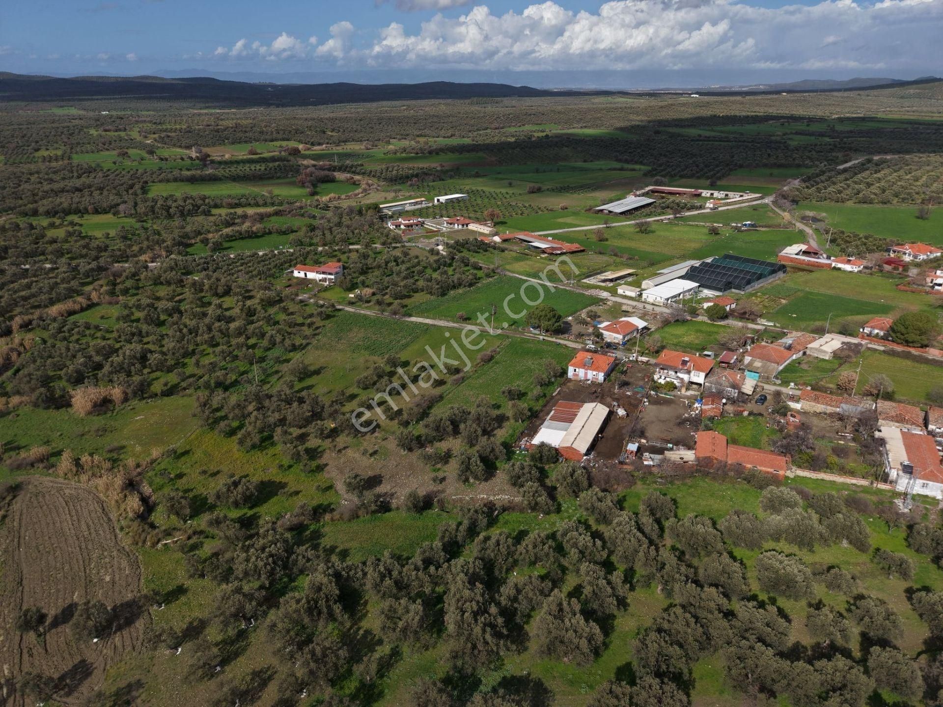 Ayvalık Ilıca Türközünde 1.915 M² Altı Ağaçlı Yatırımlık Arsa - Görsel 4