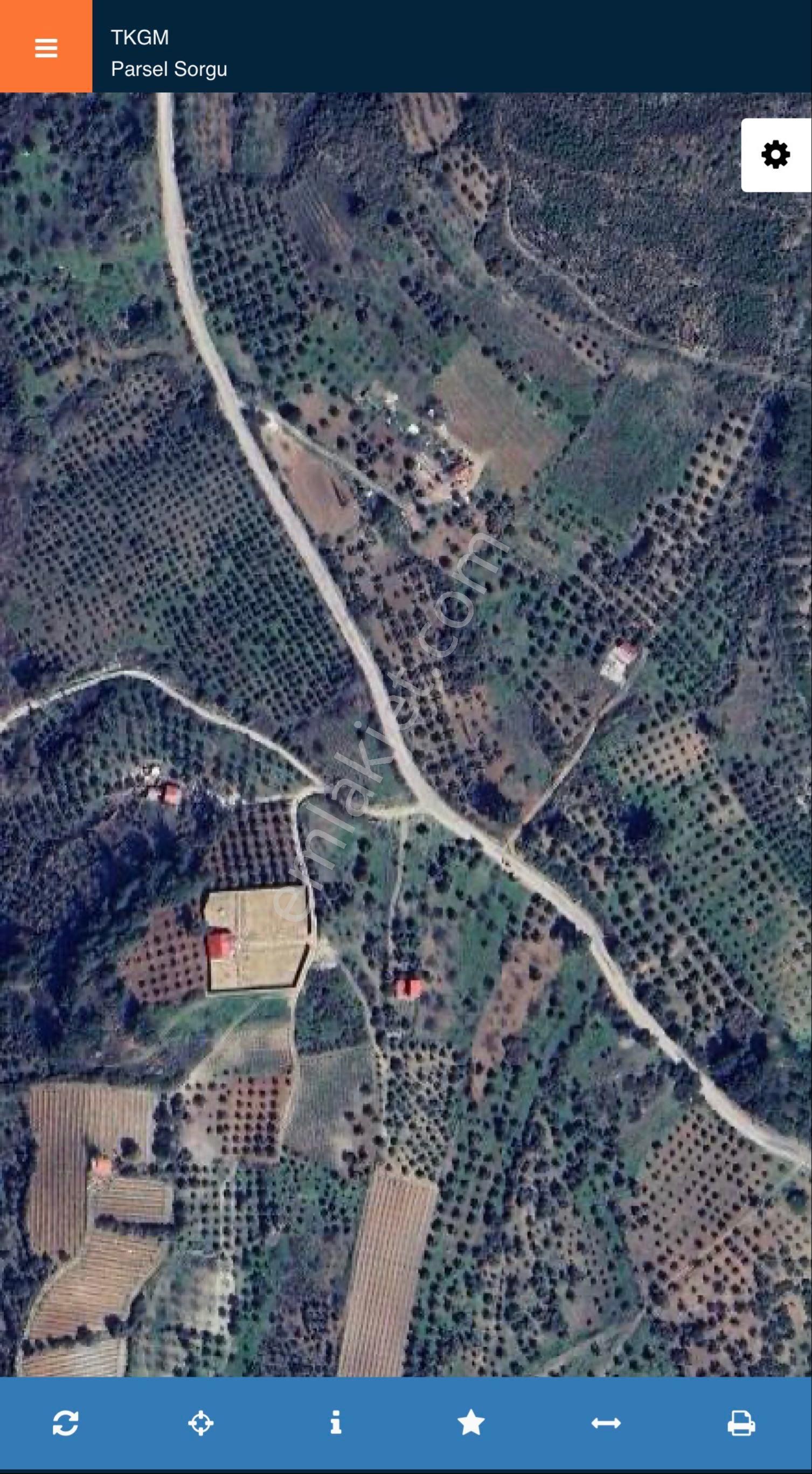 Çınarköy'de Yatırımlık 1.103m2 Satılık Zeytinlik - Görsel 2