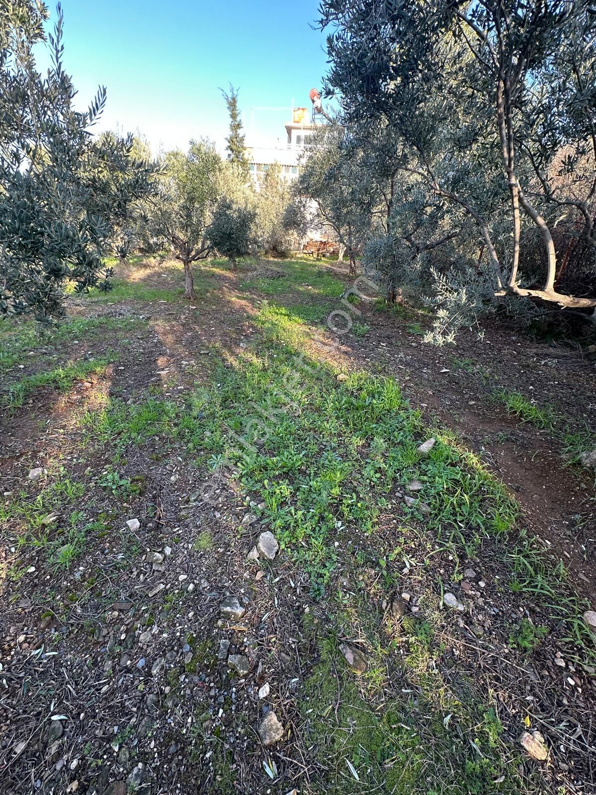 Kuşadası Güzelçamlı Mahallesinde Satılık Tarla - Görsel 16