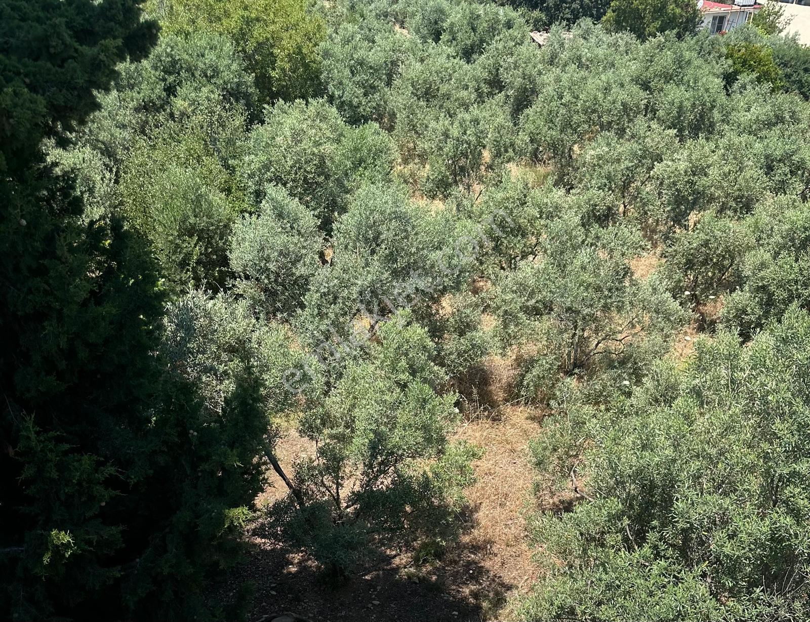 Kuşadası Güzelçamlı Mahallesinde Satılık Tarla - Görsel 28