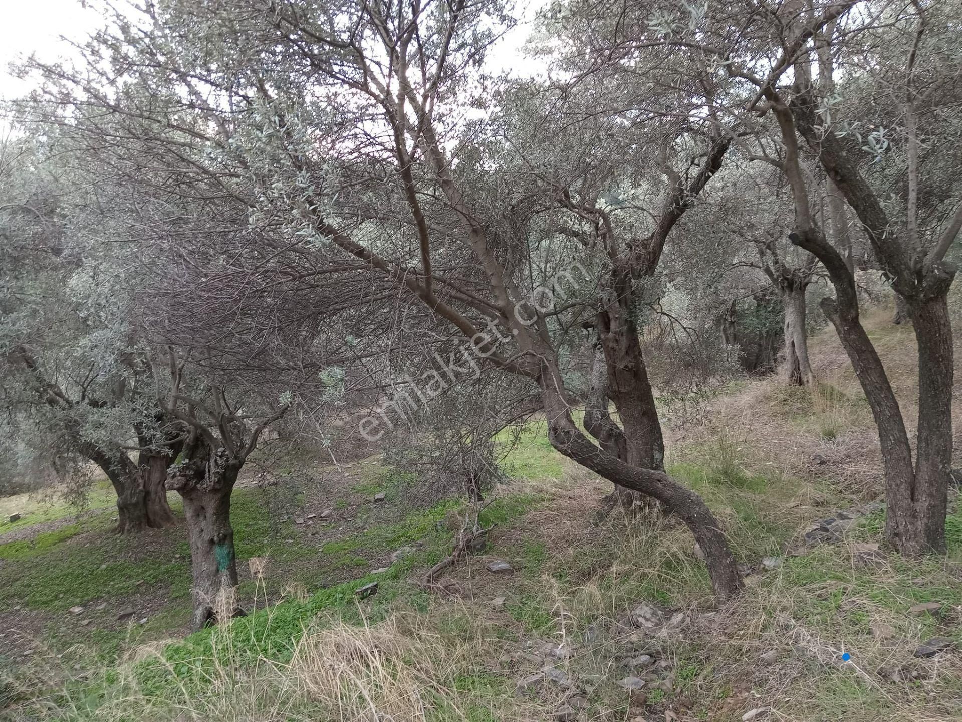 Bayındır Ergenli Değerlenen Bölgede Satılık 1144 Mt2 Zeytinlik - Görsel 5