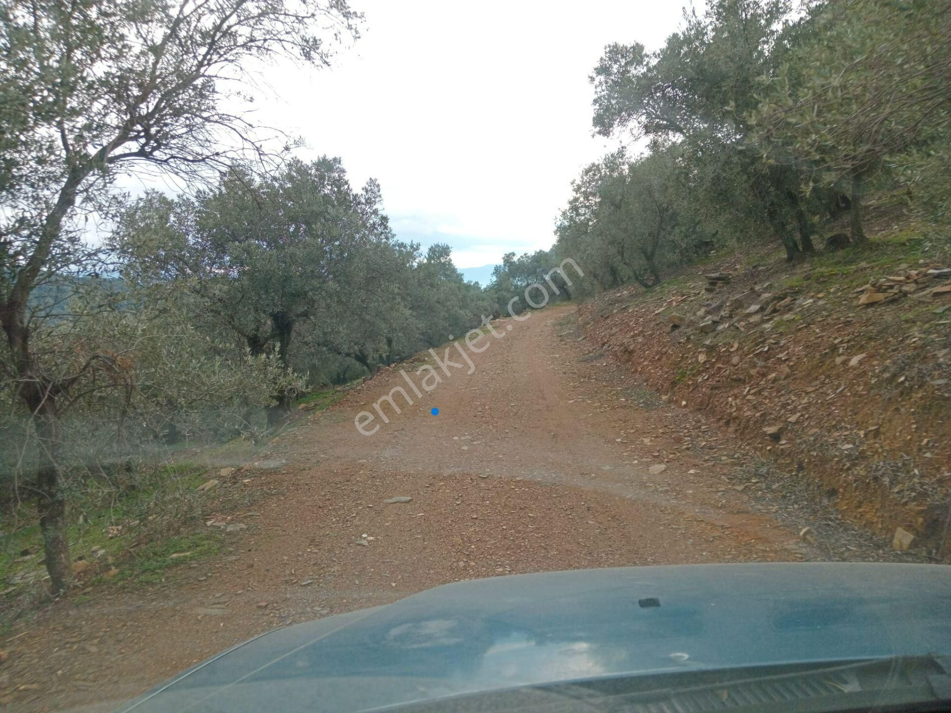 Bayındır Ergenli Değerlenen Bölgede Satılık 1144 Mt2 Zeytinlik - Görsel 7