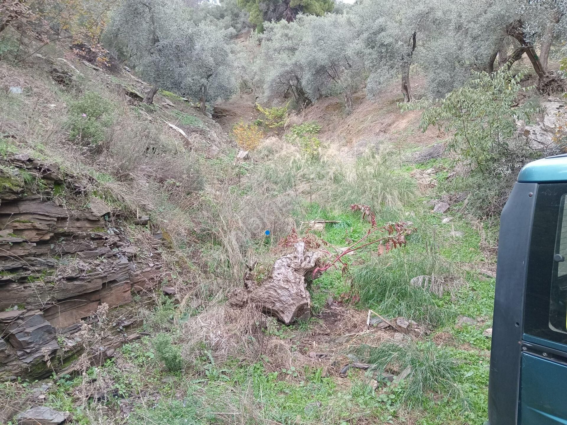 Bayındır Ergenli Değerlenen Bölgede Satılık 1144 Mt2 Zeytinlik - Görsel 9