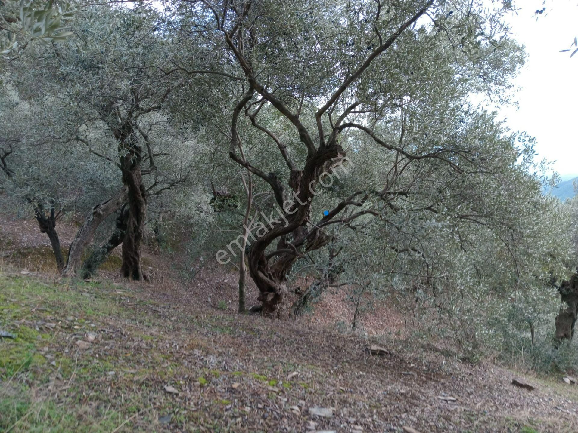 Bayındır Ergenli Değerlenen Bölgede Satılık 1144 Mt2 Zeytinlik