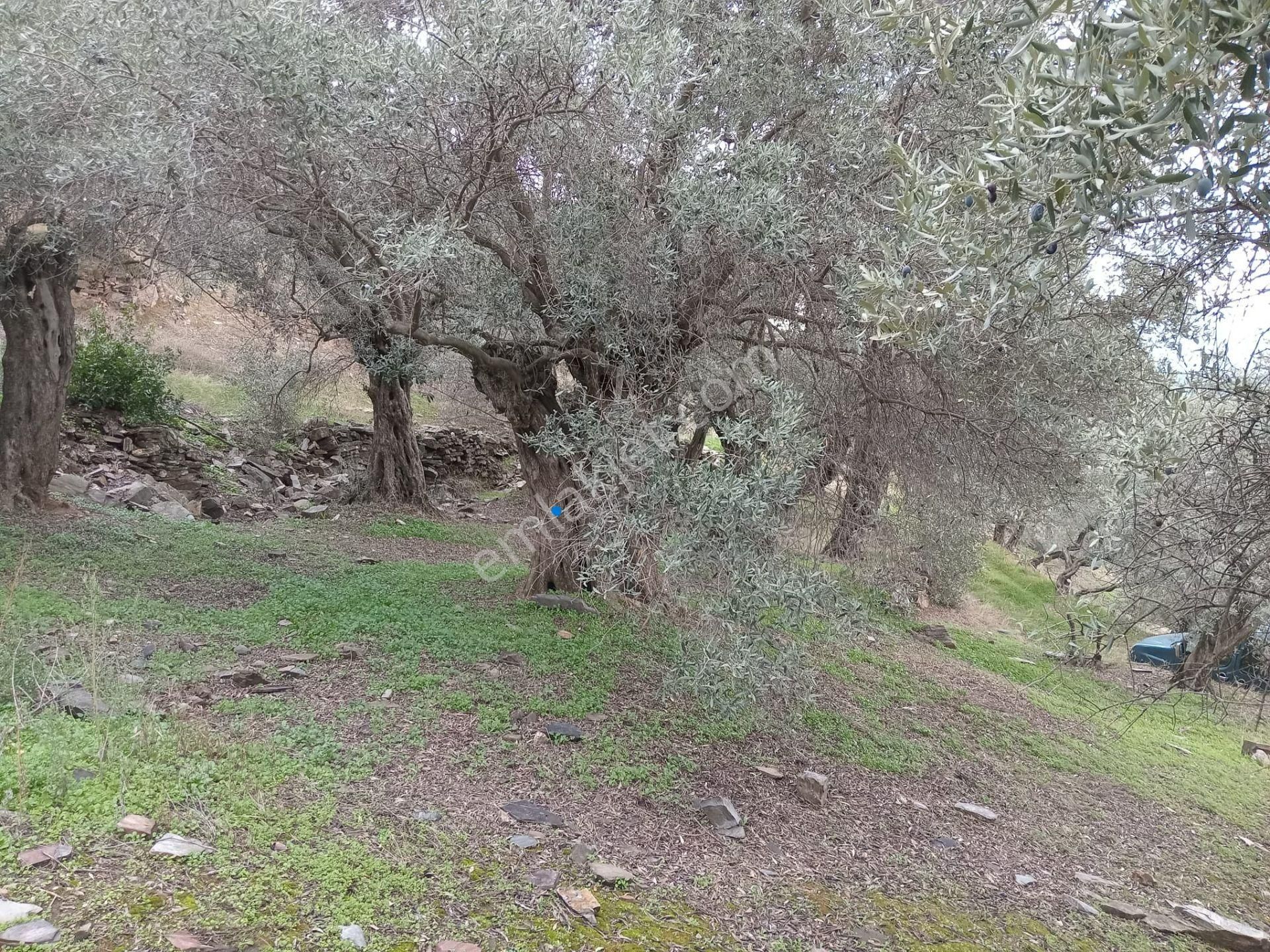 Bayındır Ergenli Değerlenen Bölgede Satılık 1144 Mt2 Zeytinlik - Görsel 12