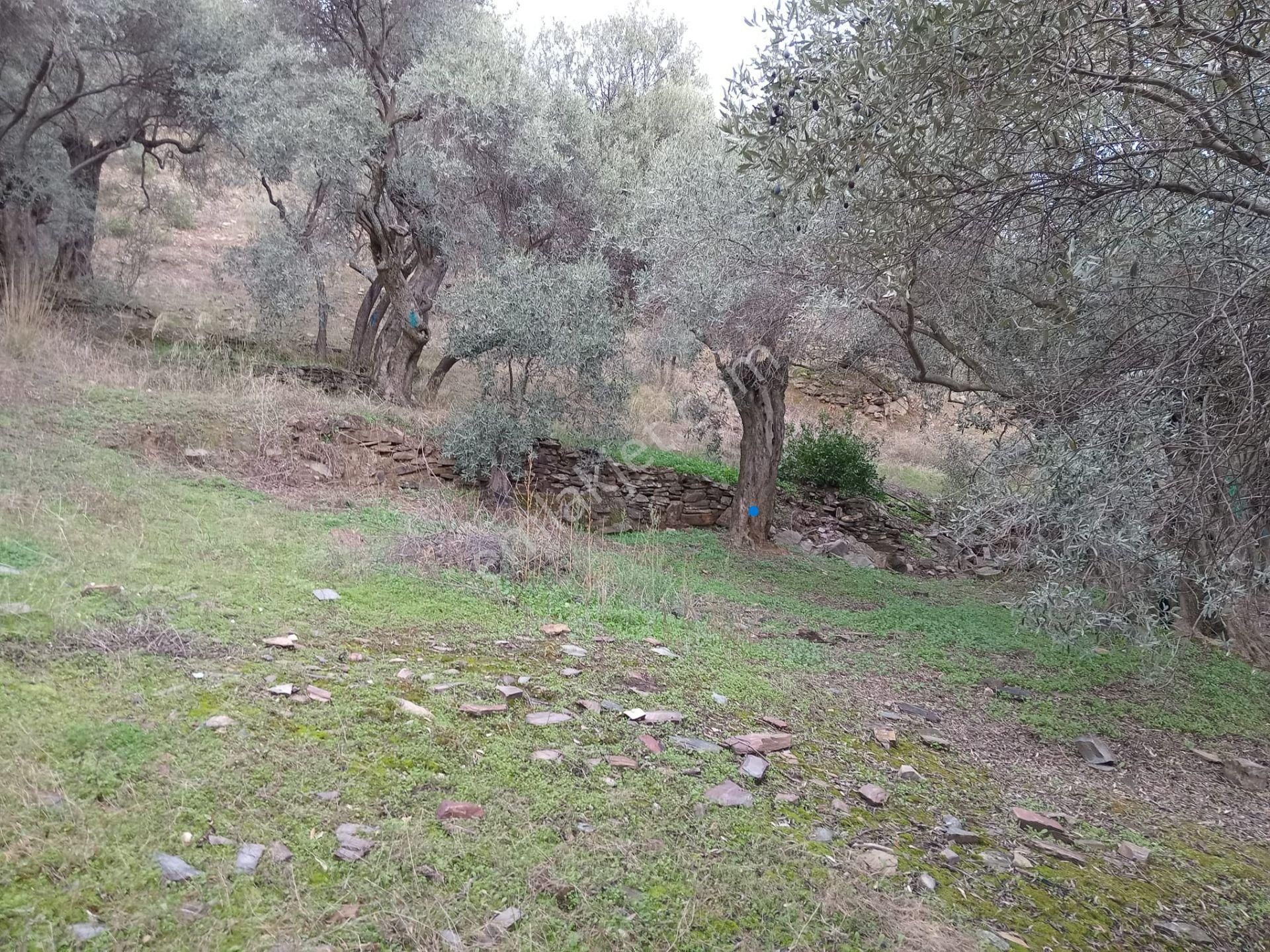 Bayındır Ergenli Değerlenen Bölgede Satılık 1144 Mt2 Zeytinlik - Görsel 17