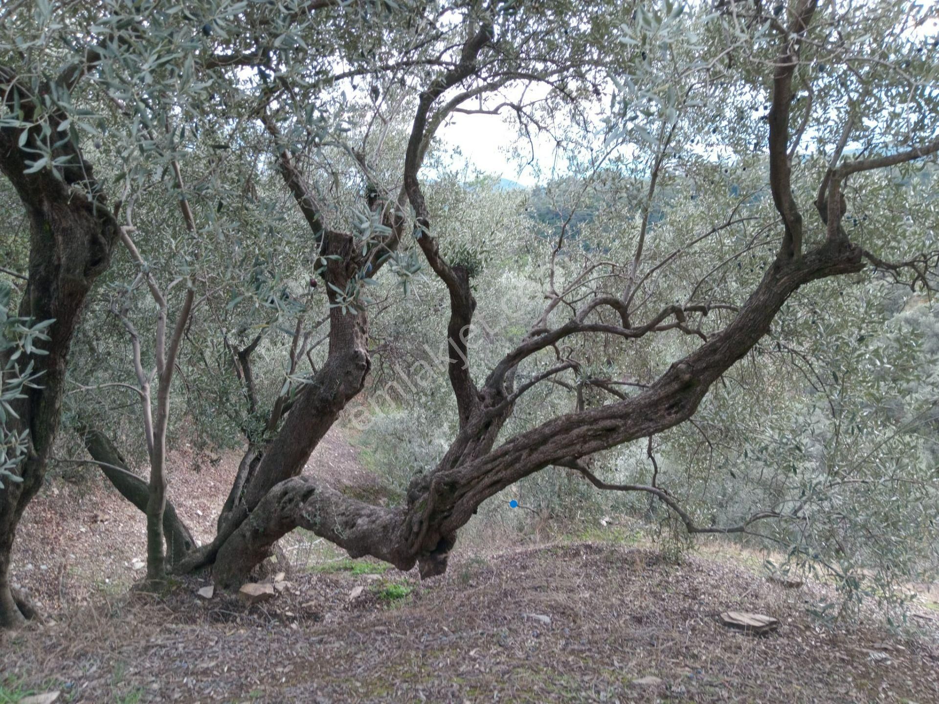 Bayındır Ergenli Değerlenen Bölgede Satılık 1144 Mt2 Zeytinlik - Görsel 4