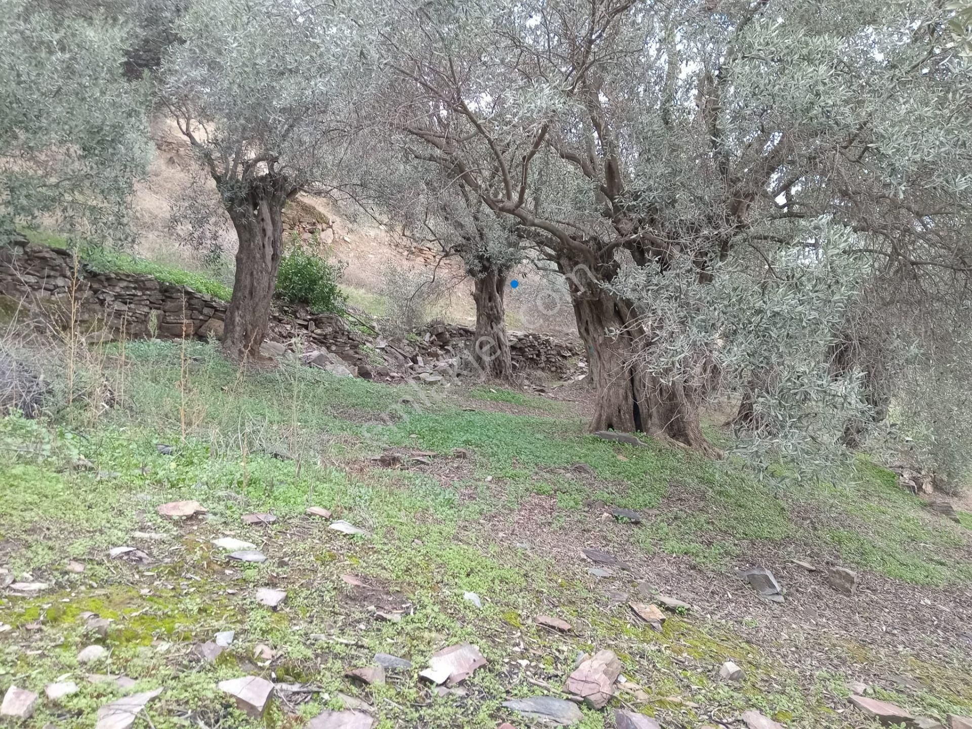 Bayındır Ergenli Değerlenen Bölgede Satılık 1144 Mt2 Zeytinlik - Görsel 13