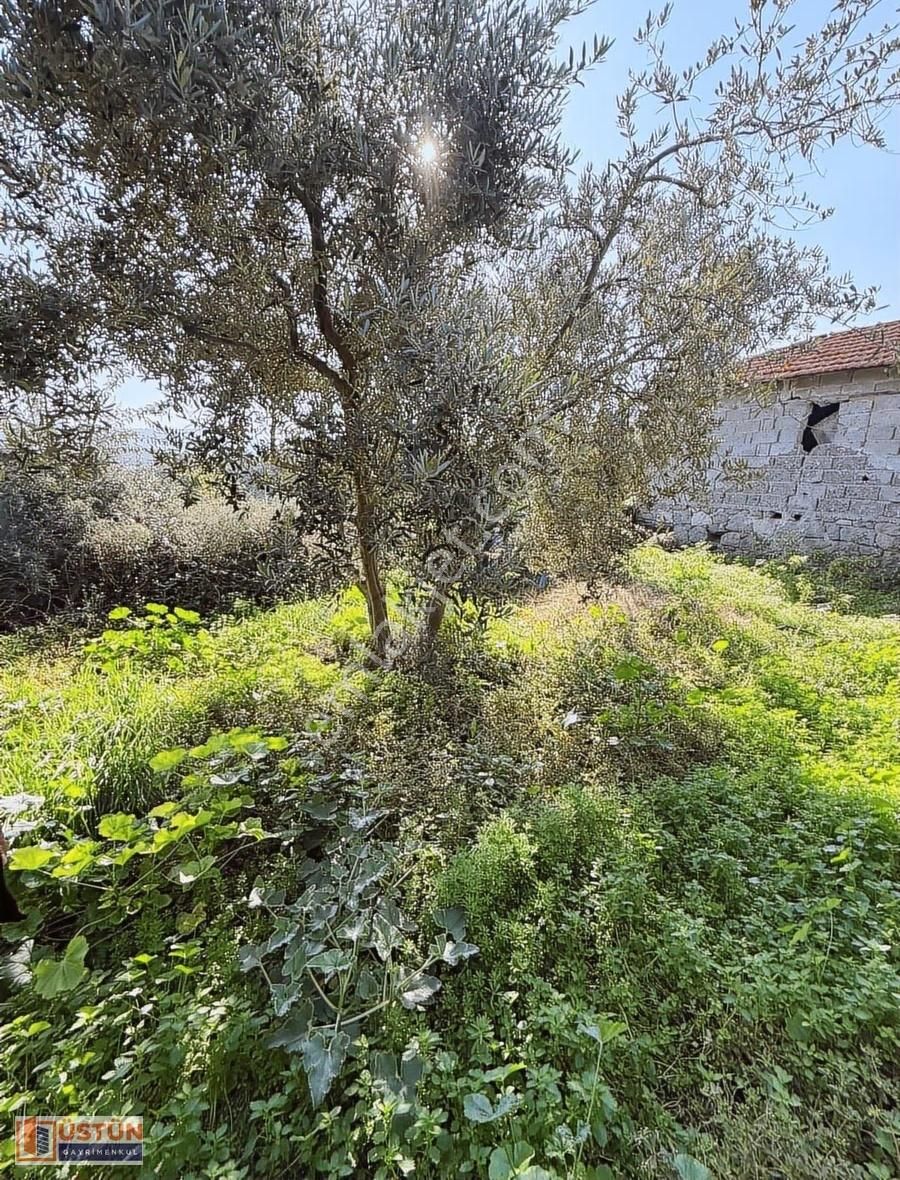 **denize Yakın Zeytin Ağaçları Bulunan 814m2 Alana Sahip Köy Evi - Görsel 19