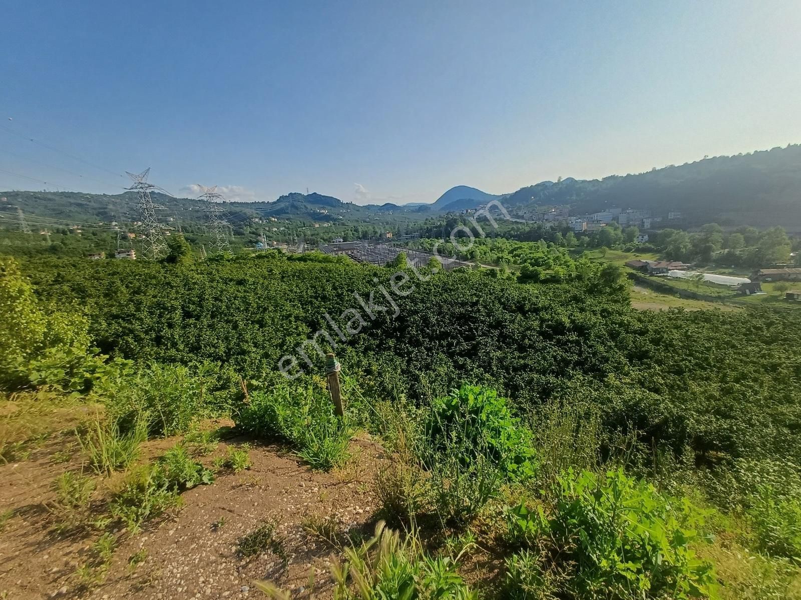 Ordu Merkeze Çok Yakın Uzunisada 1808 M2.satılık Fındık Bahçesi. - Görsel 7