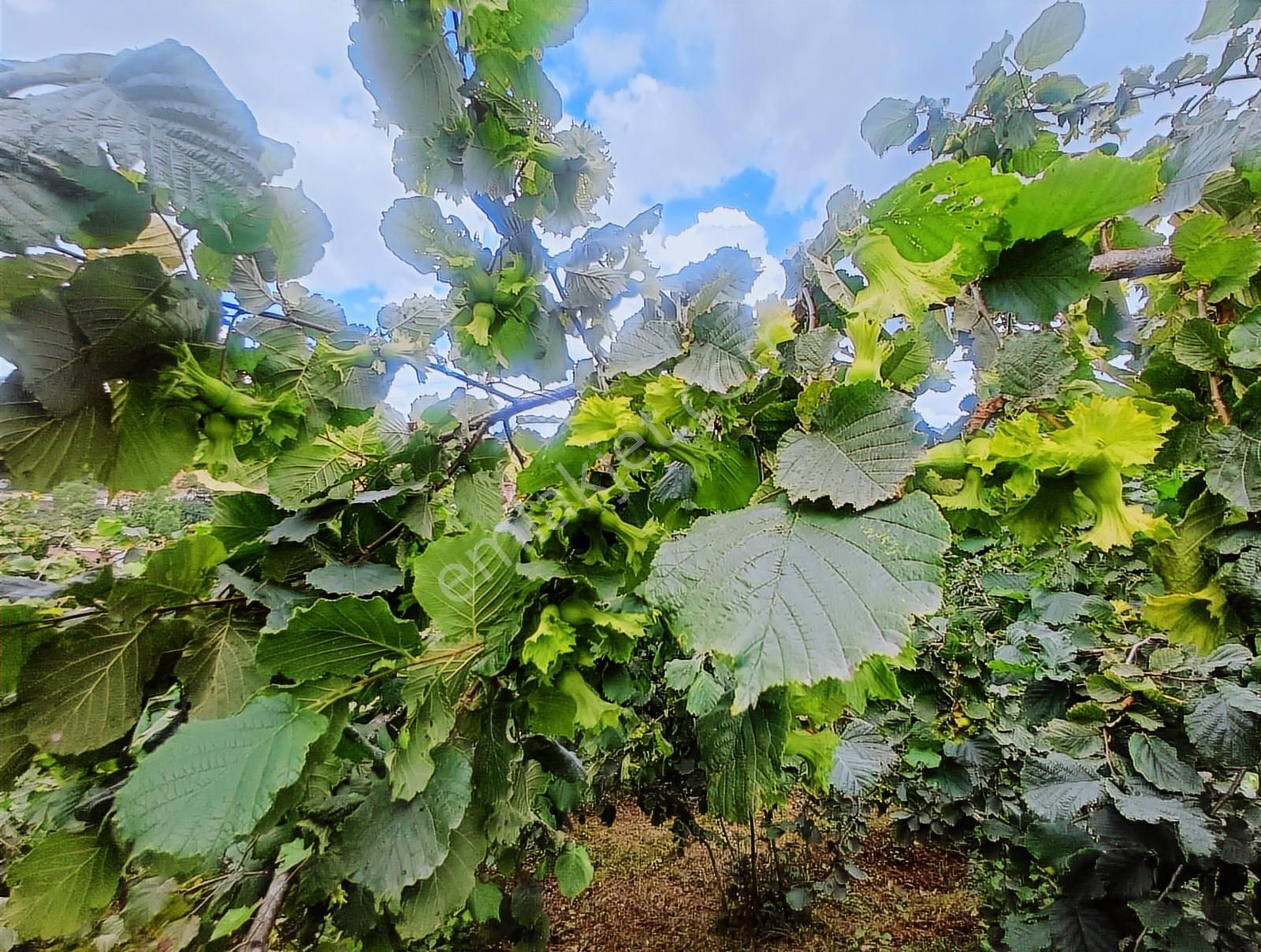 Ordu Merkeze Çok Yakın Uzunisada 1808 M2.satılık Fındık Bahçesi. - Görsel 16