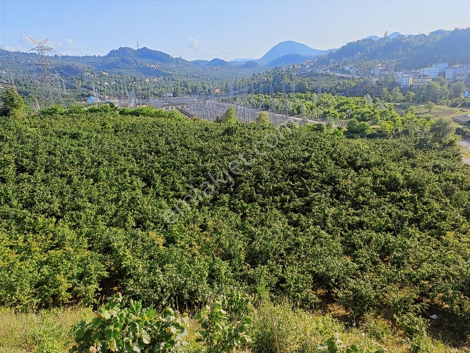Ordu Merkeze Çok Yakın Uzunisada 1808 M2.satılık Fındık Bahçesi. - Görsel 4