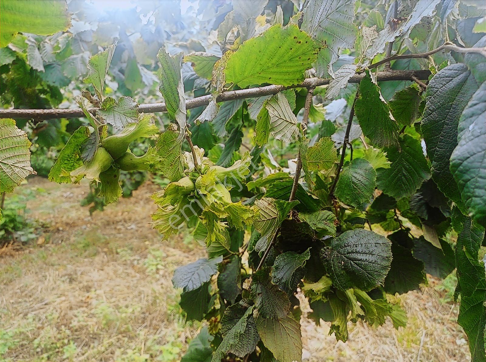 Ordu Merkeze Çok Yakın Uzunisada 1808 M2.satılık Fındık Bahçesi. - Görsel 11