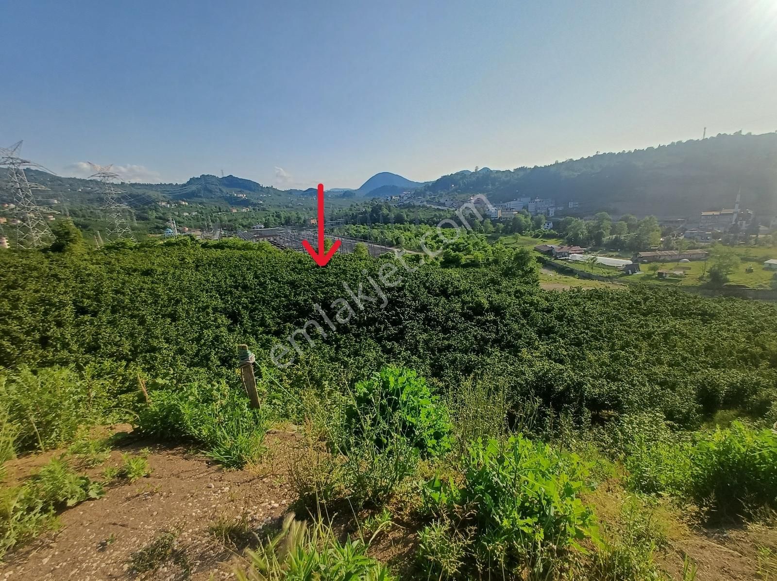 Ordu Merkeze Çok Yakın Uzunisada 1808 M2.satılık Fındık Bahçesi. - Görsel 5