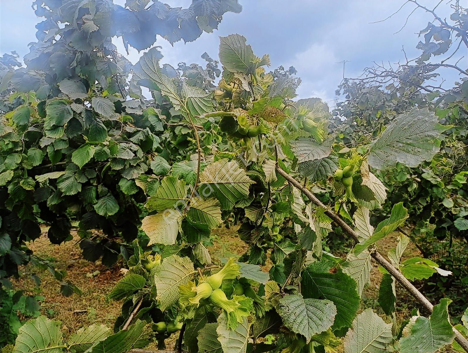 Ordu Merkeze Çok Yakın Uzunisada 1808 M2.satılık Fındık Bahçesi. - Görsel 14