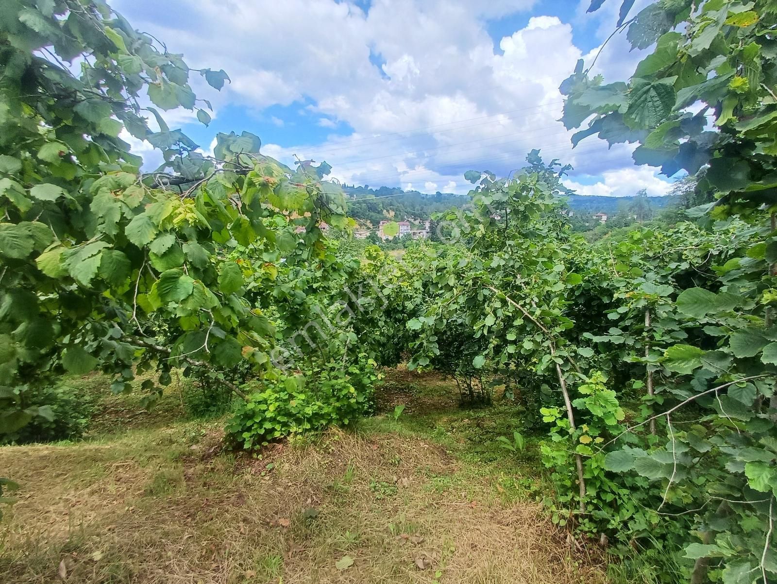 Ordu Merkeze Çok Yakın Uzunisada 1808 M2.satılık Fındık Bahçesi. - Görsel 12