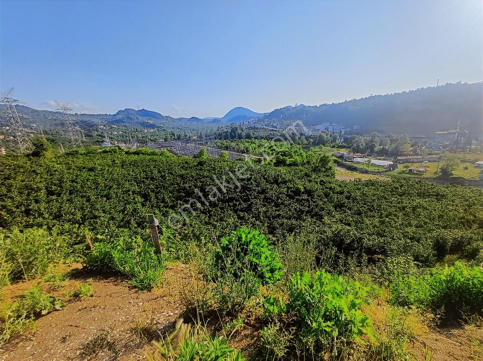 Ordu Merkeze Çok Yakın Uzunisada 1808 M2.satılık Fındık Bahçesi. - Görsel 9
