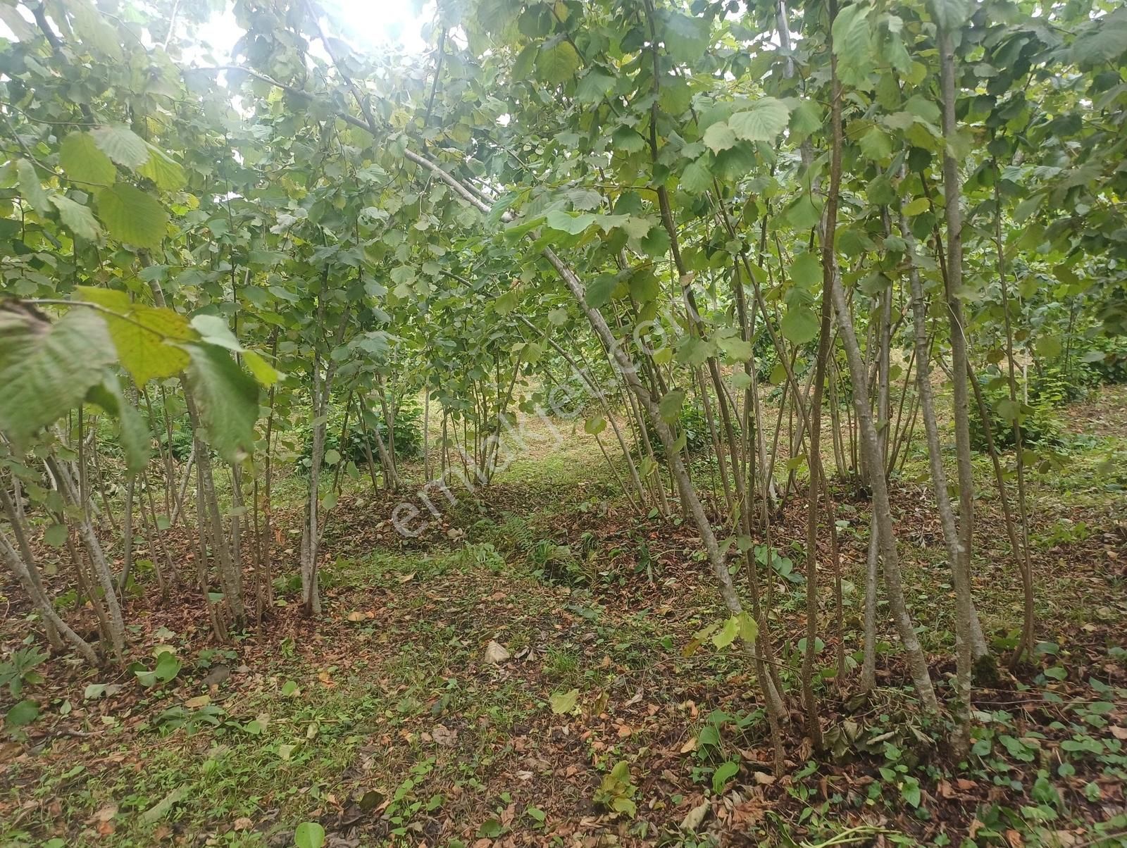 Ordu Merkeze Çok Yakın Uzunisada 1808 M2.satılık Fındık Bahçesi. - Görsel 10