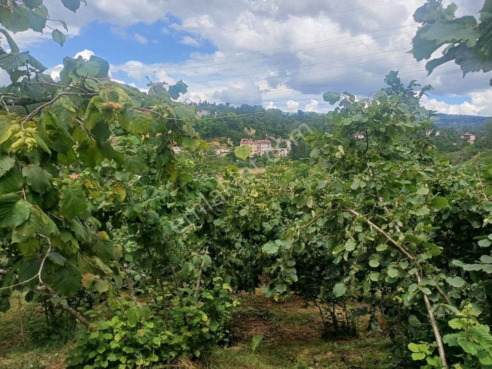 Ordu Merkeze Çok Yakın Uzunisada 1808 M2.satılık Fındık Bahçesi. - Görsel 17