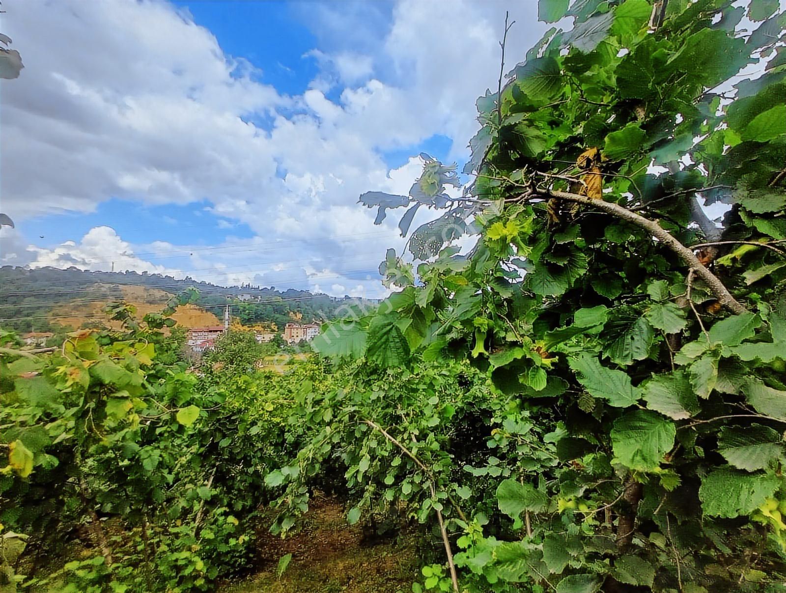 Ordu Merkeze Çok Yakın Uzunisada 1808 M2.satılık Fındık Bahçesi. - Görsel 3