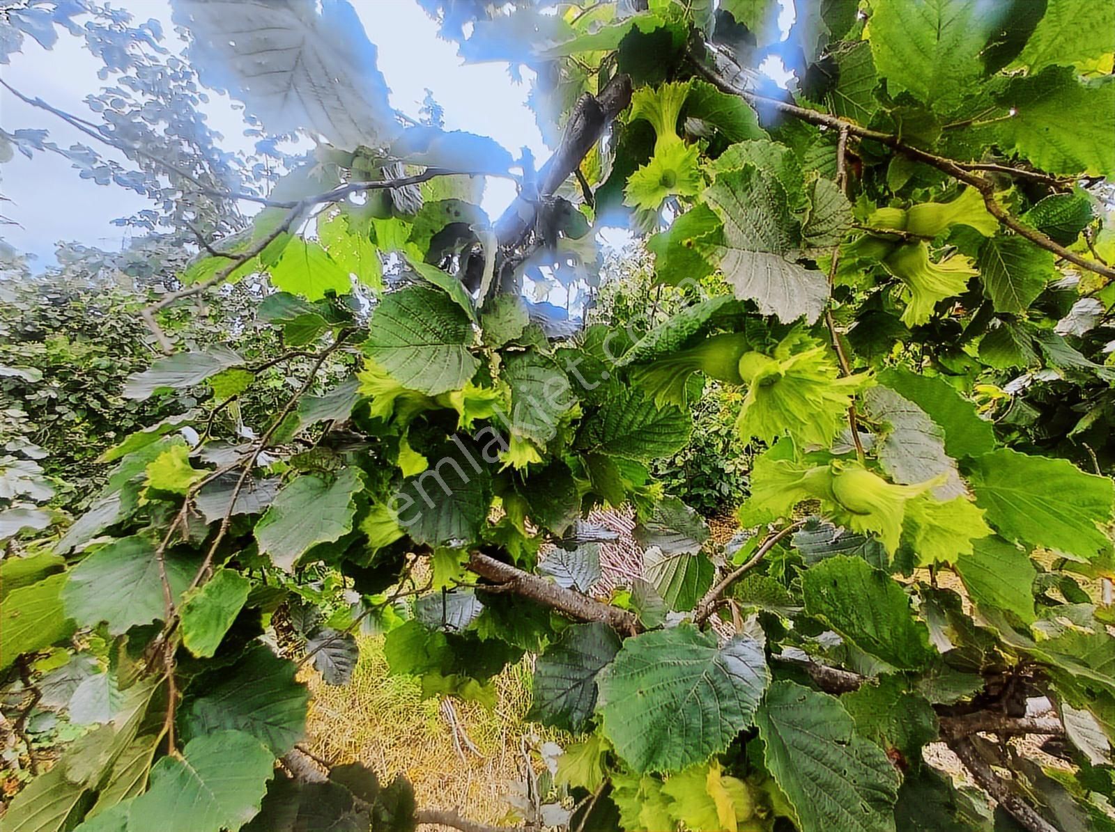 Ordu Merkeze Çok Yakın Uzunisada 1808 M2.satılık Fındık Bahçesi. - Görsel 15