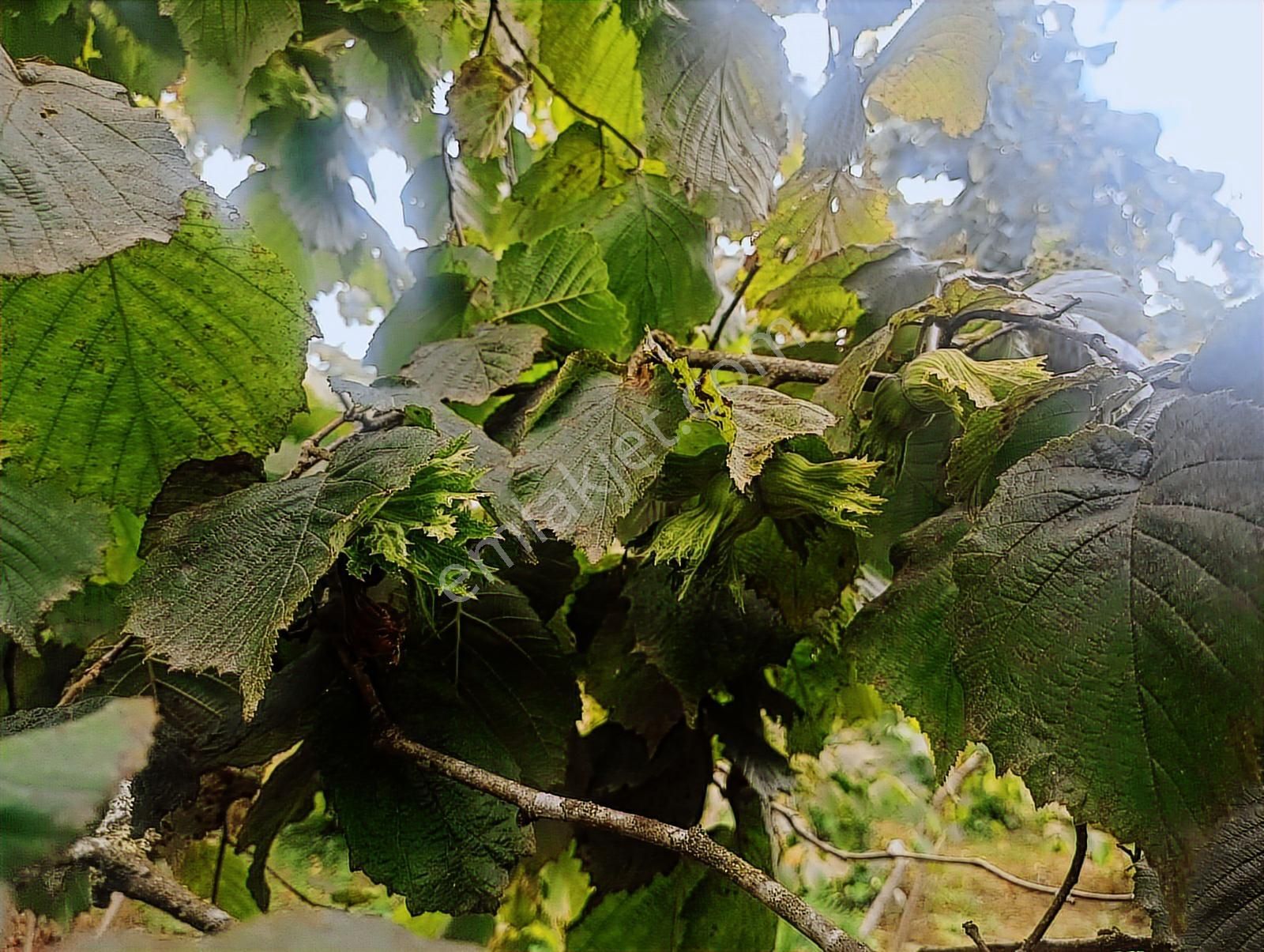 Ordu Merkeze Çok Yakın Uzunisada 1808 M2.satılık Fındık Bahçesi. - Görsel 13