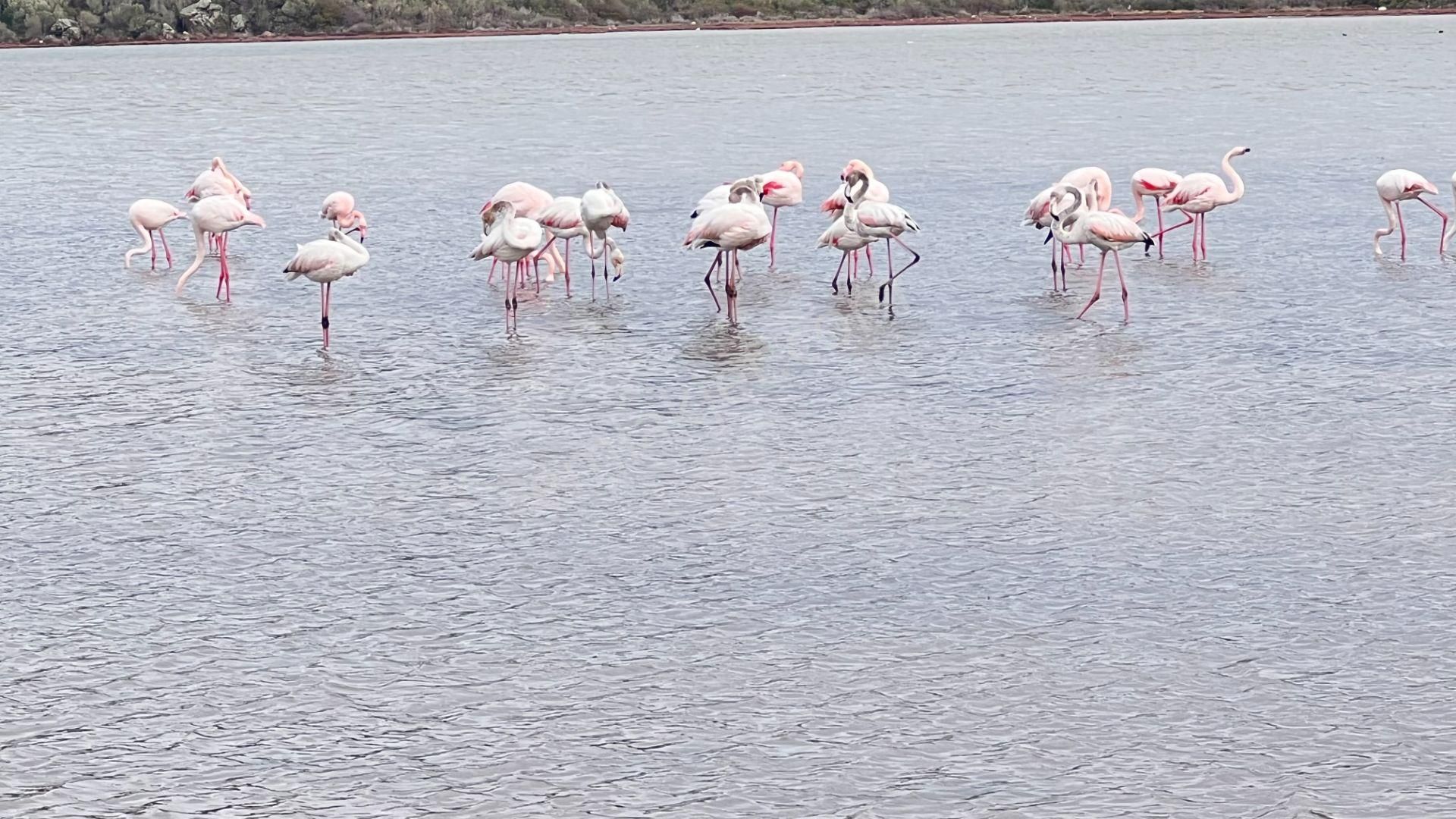 Muğla Bodrum Satılık Kelepir Arsa - Görsel 19