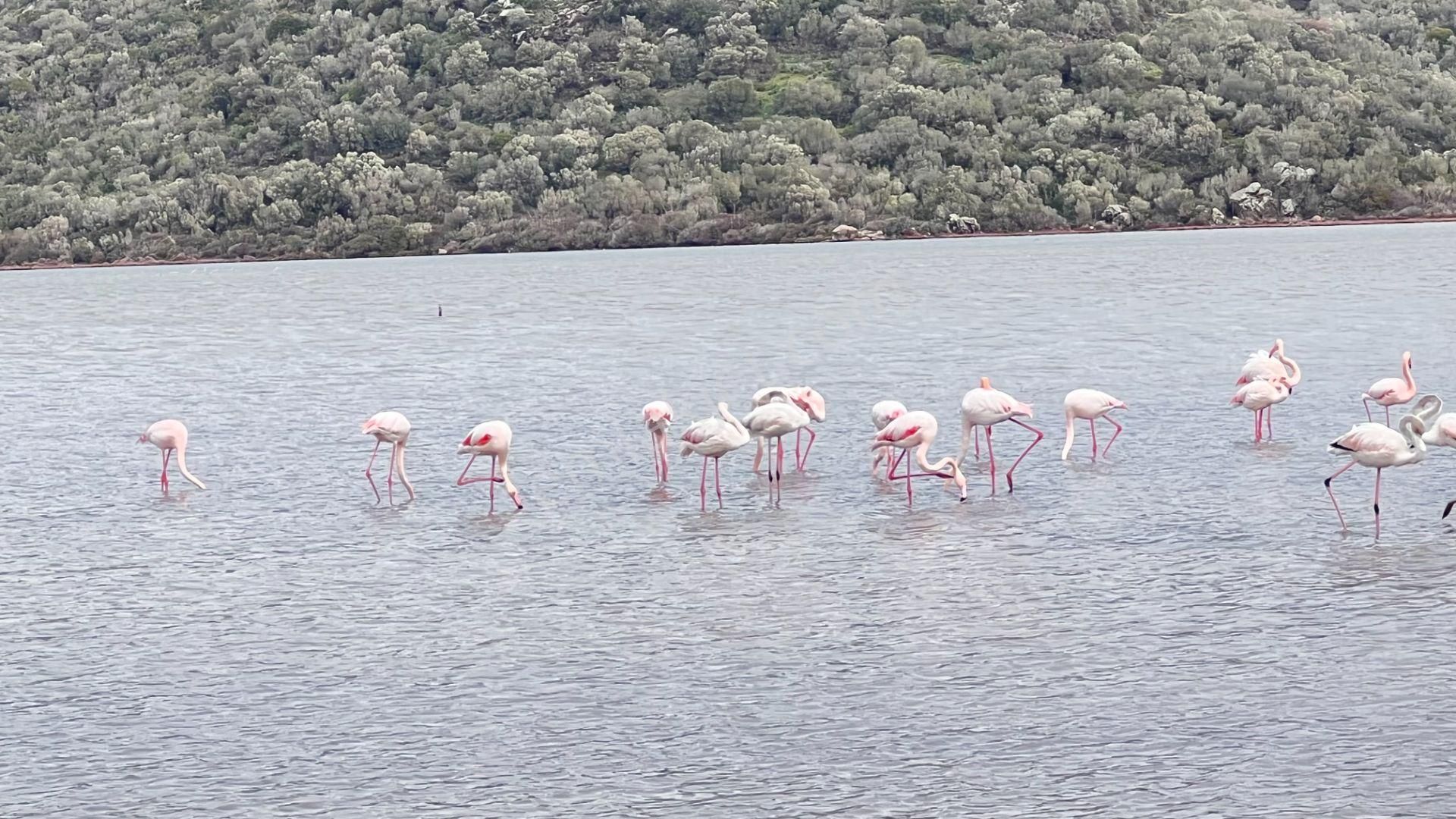 Muğla Bodrum Satılık Kelepir Arsa - Görsel 20