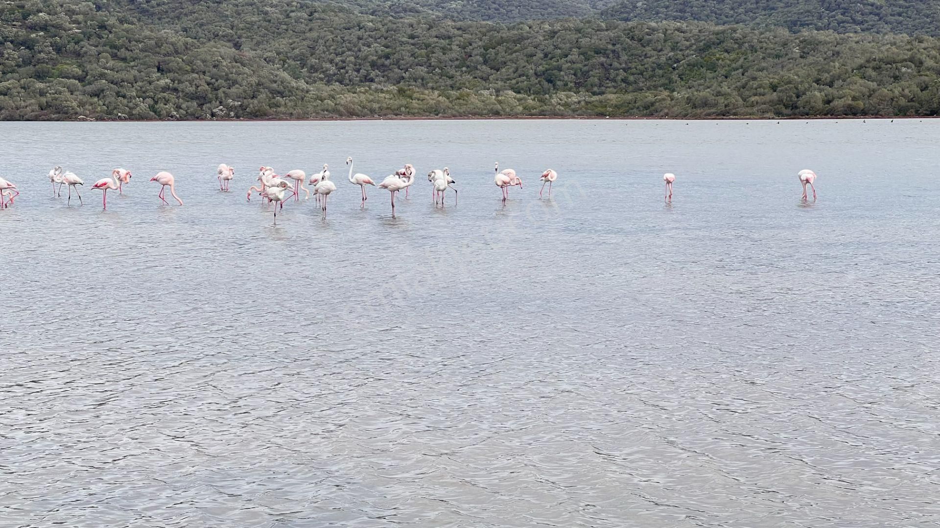 Muğla Bodrum Satılık Kelepir Arsa - Görsel 18