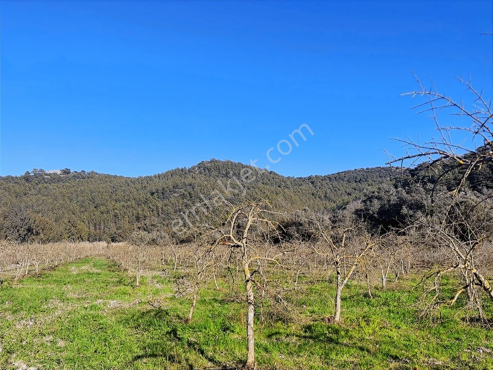 Ortaca Güzelyurt'ta 11000 M2 Müstakil Tapulu Satılık Tarla - Görsel 15