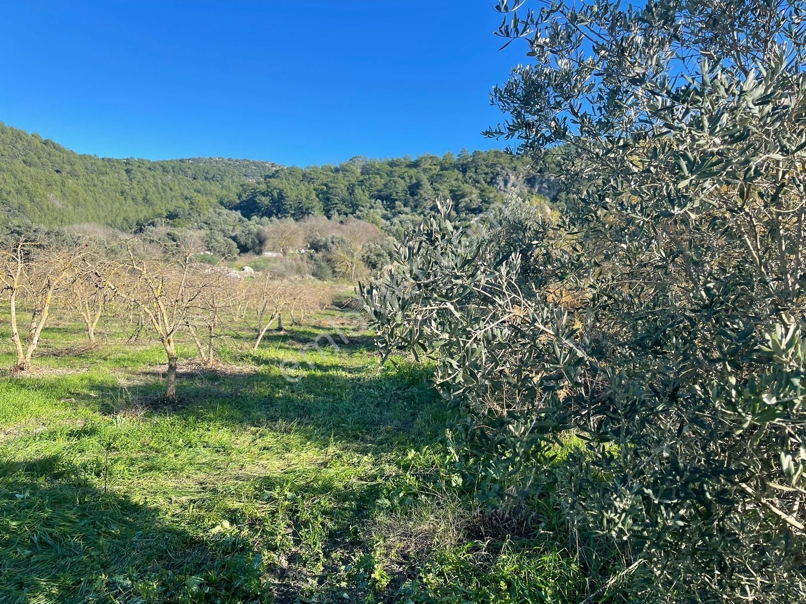 Ortaca Güzelyurt'ta 11000 M2 Müstakil Tapulu Satılık Tarla - Görsel 16