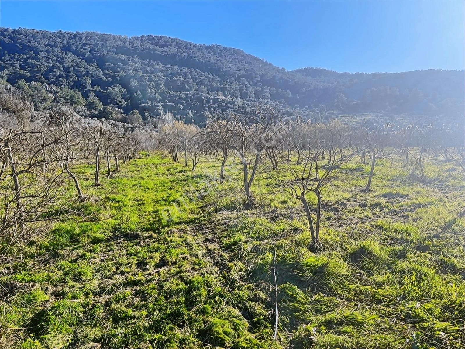 Ortaca Güzelyurt'ta 11000 M2 Müstakil Tapulu Satılık Tarla - Görsel 22