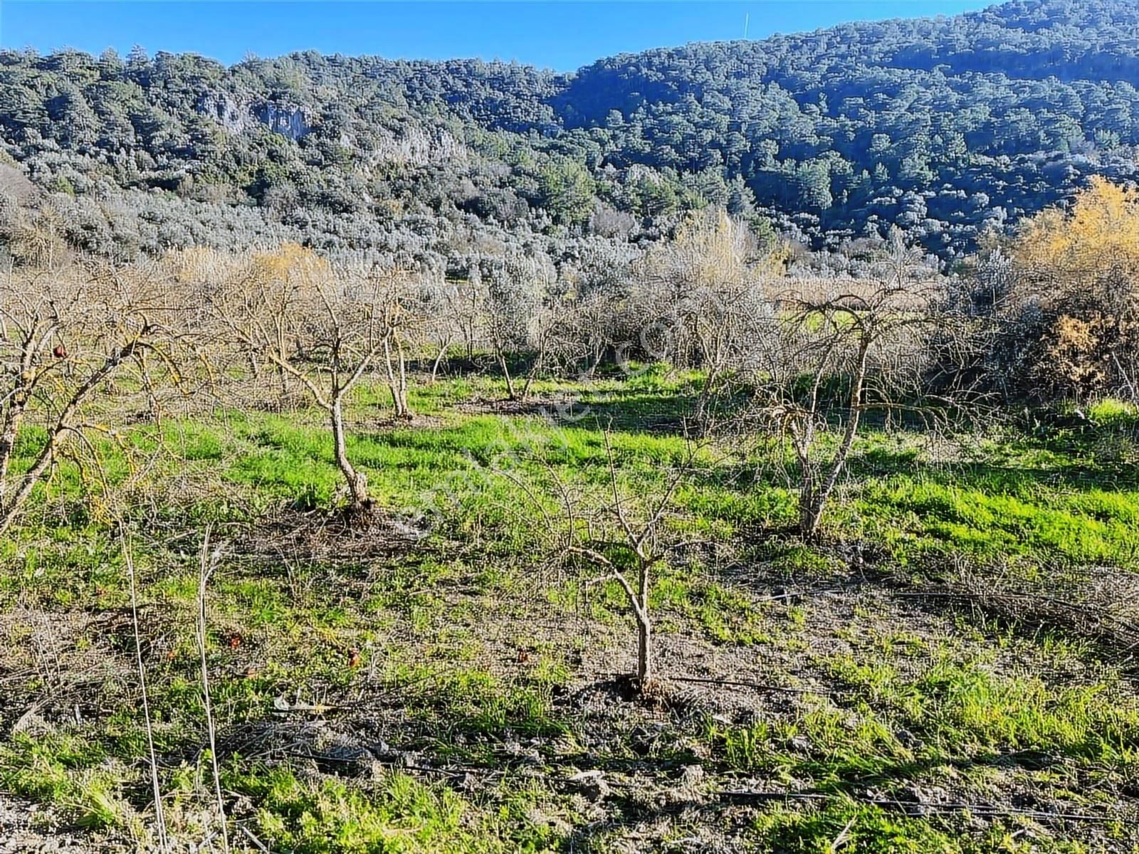 Ortaca Güzelyurt'ta 11000 M2 Müstakil Tapulu Satılık Tarla - Görsel 2