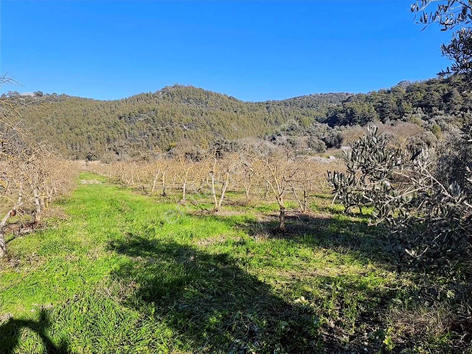 Ortaca Güzelyurt'ta 11000 M2 Müstakil Tapulu Satılık Tarla - Görsel 18