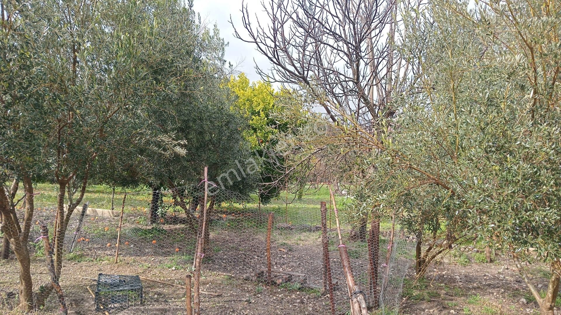 Seydikemer Çayan Mahallesi Müstakil Ev Ve Arsası - Görsel 3