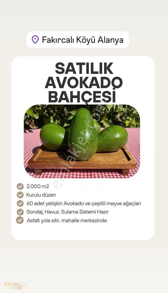2000mt Avokado Bahçesi