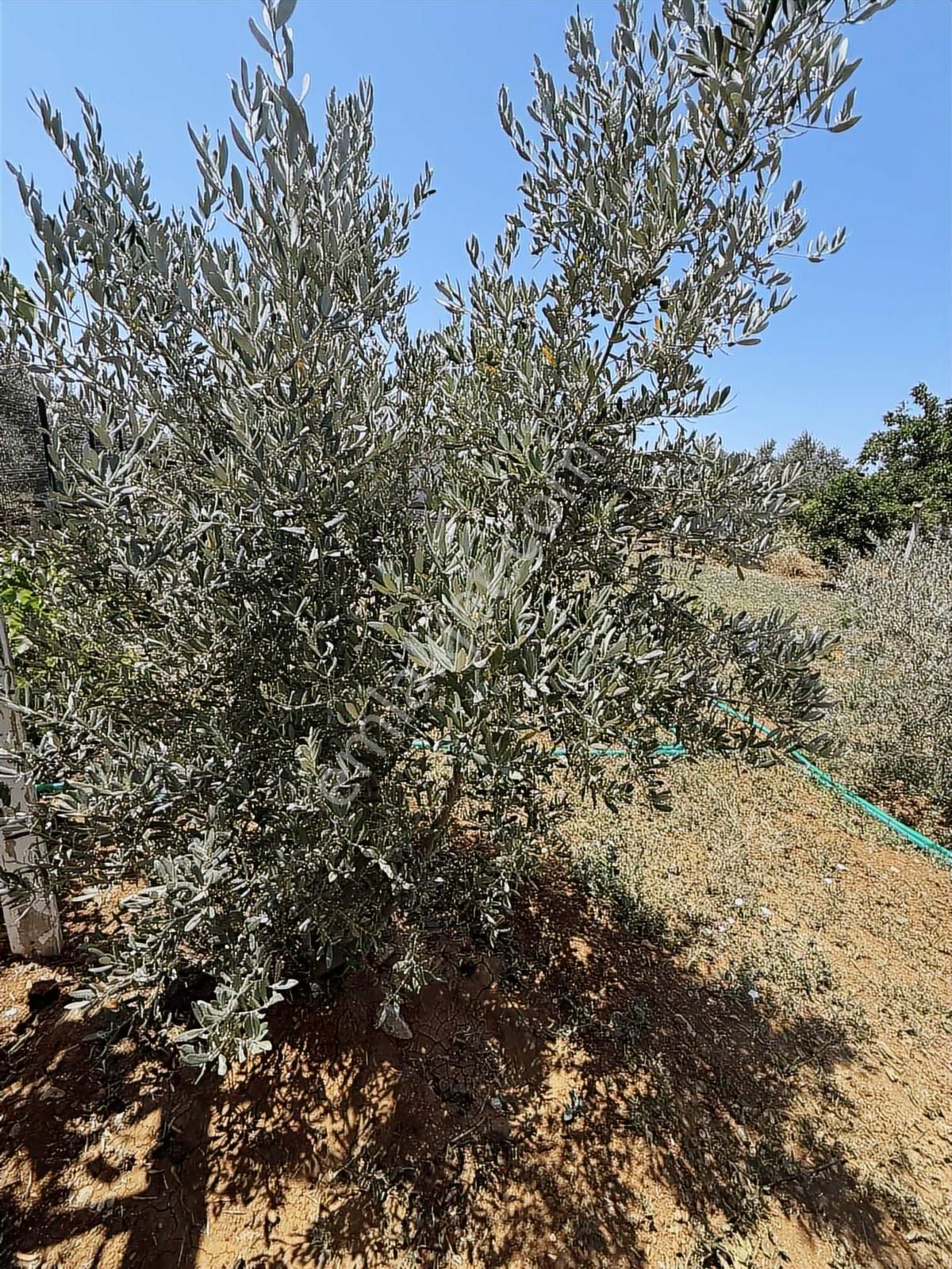 Menderes Oğlan Anasın Da 900m2 Arsa İçinde 100m2 Betonarme Ev - Görsel 7