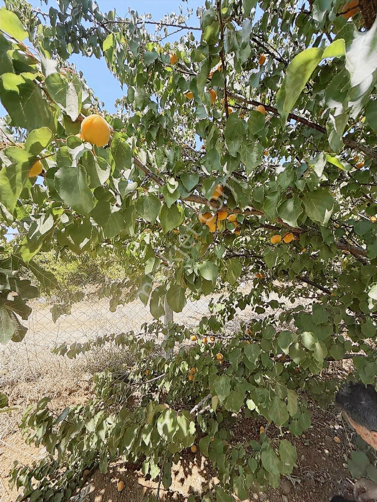 Menderes Oğlan Anasın Da 900m2 Arsa İçinde 100m2 Betonarme Ev - Görsel 13