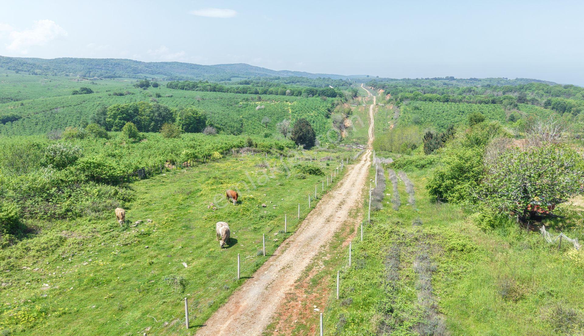 Bağırganlı'da Mahalle Merkezine Yakın Resmi Yollu Fındıklık - Görsel 26