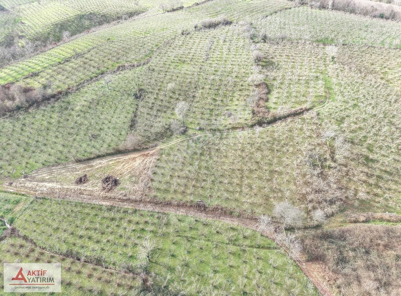 Bağırganlı'da Mahalle Merkezine Yakın Resmi Yollu Fındıklık - Görsel 12