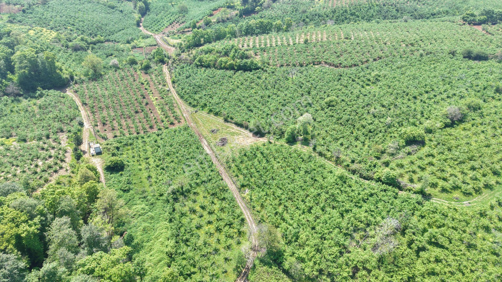 Bağırganlı'da Mahalle Merkezine Yakın Resmi Yollu Fındıklık - Görsel 19