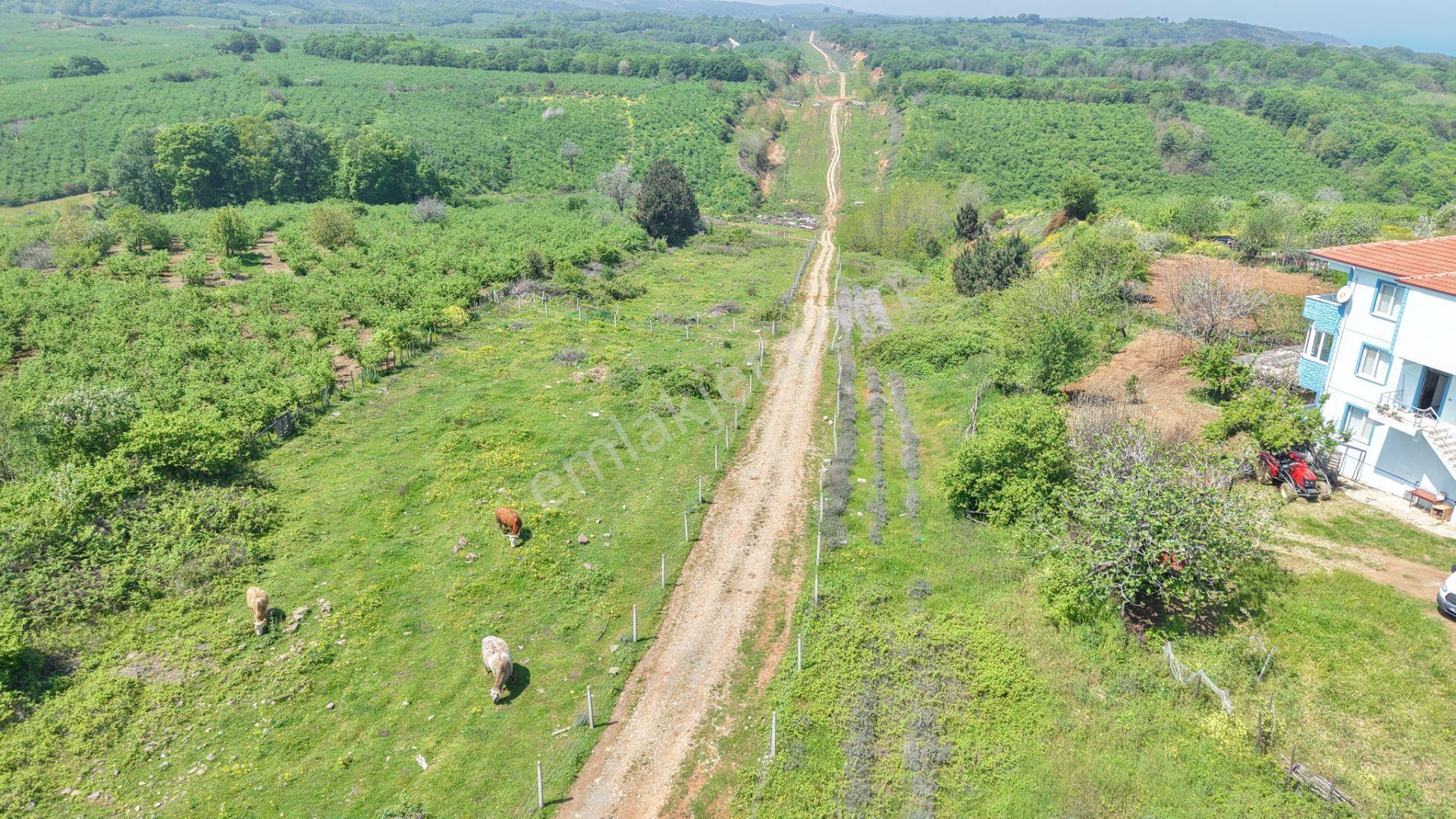 Bağırganlı'da Mahalle Merkezine Yakın Resmi Yollu Fındıklık - Görsel 27